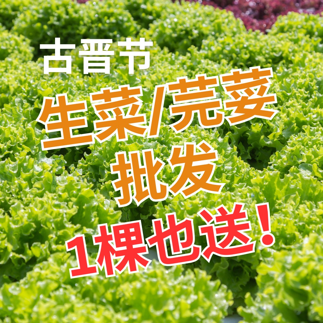 生菜/芫荽批发